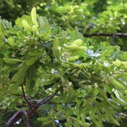 Tilia americana