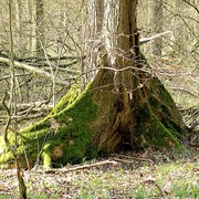 Ulmus laevis